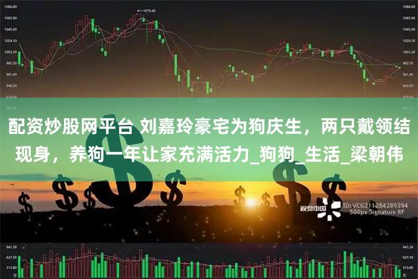 配资炒股网平台 刘嘉玲豪宅为狗庆生，两只戴领结现身，养狗一年让家充满活力_狗狗_生活_梁朝伟